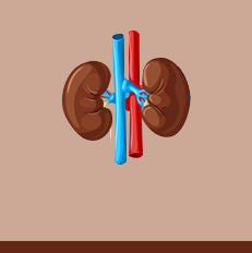 kidney